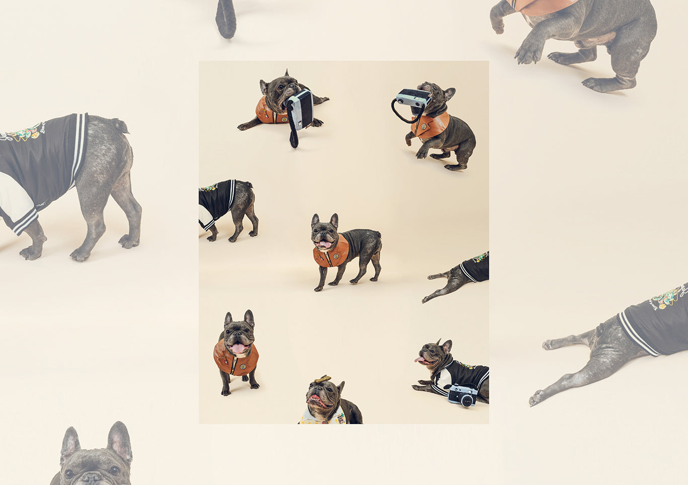 Plan A3-Pet Solo ( Festa Studio )