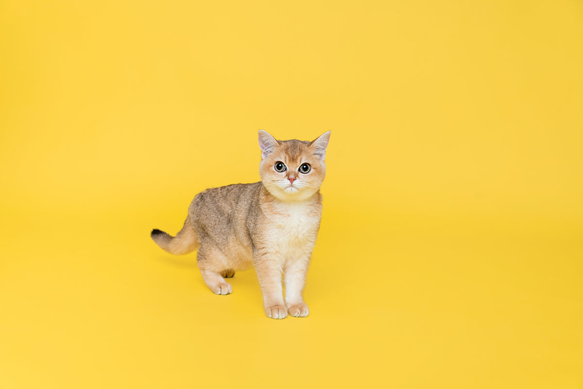 Plan A3-Pet Solo ( Festa Studio )