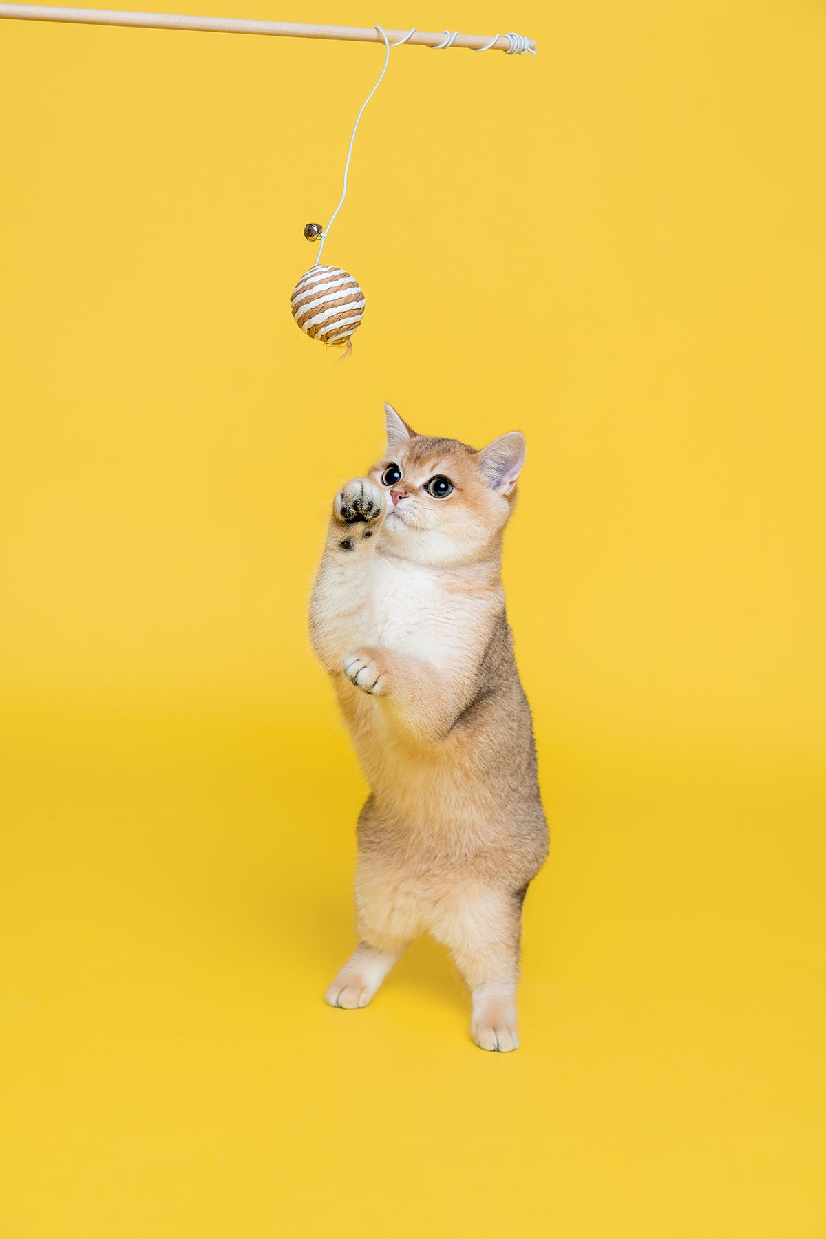 Plan A3-Pet Solo ( Festa Studio )