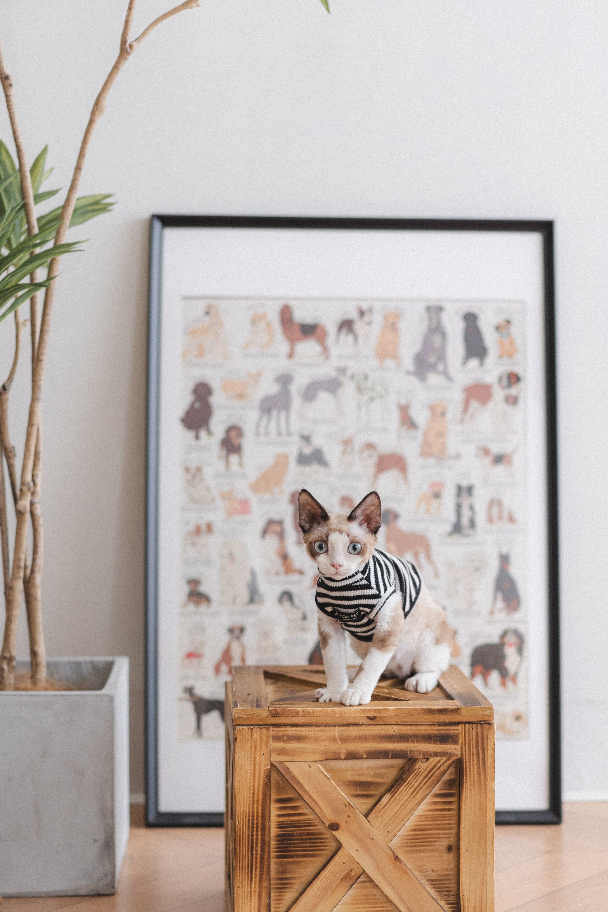 Plan A4-Pet Solo ( Festa Studio )