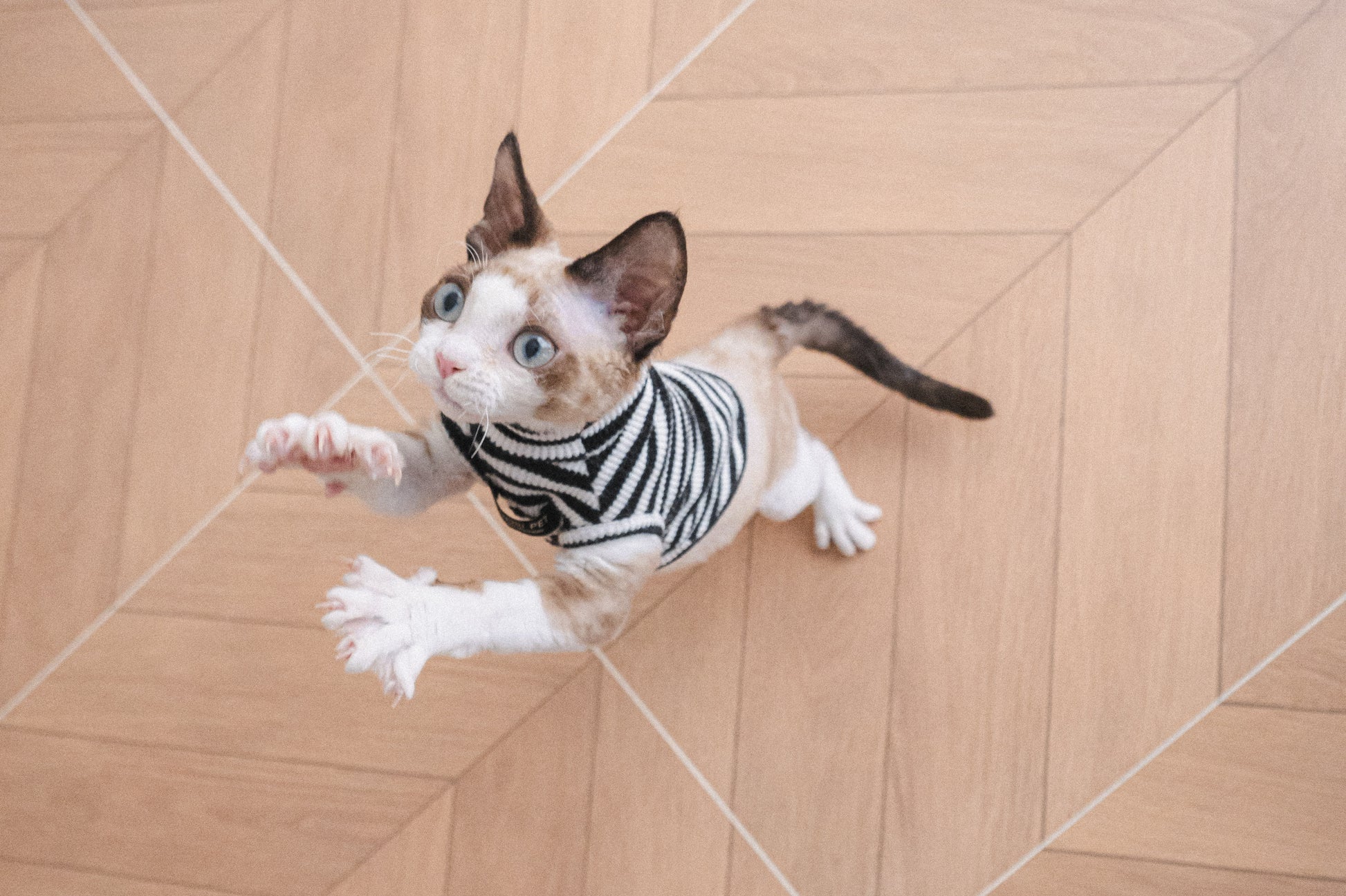 Plan A4-Pet Solo ( Festa Studio )