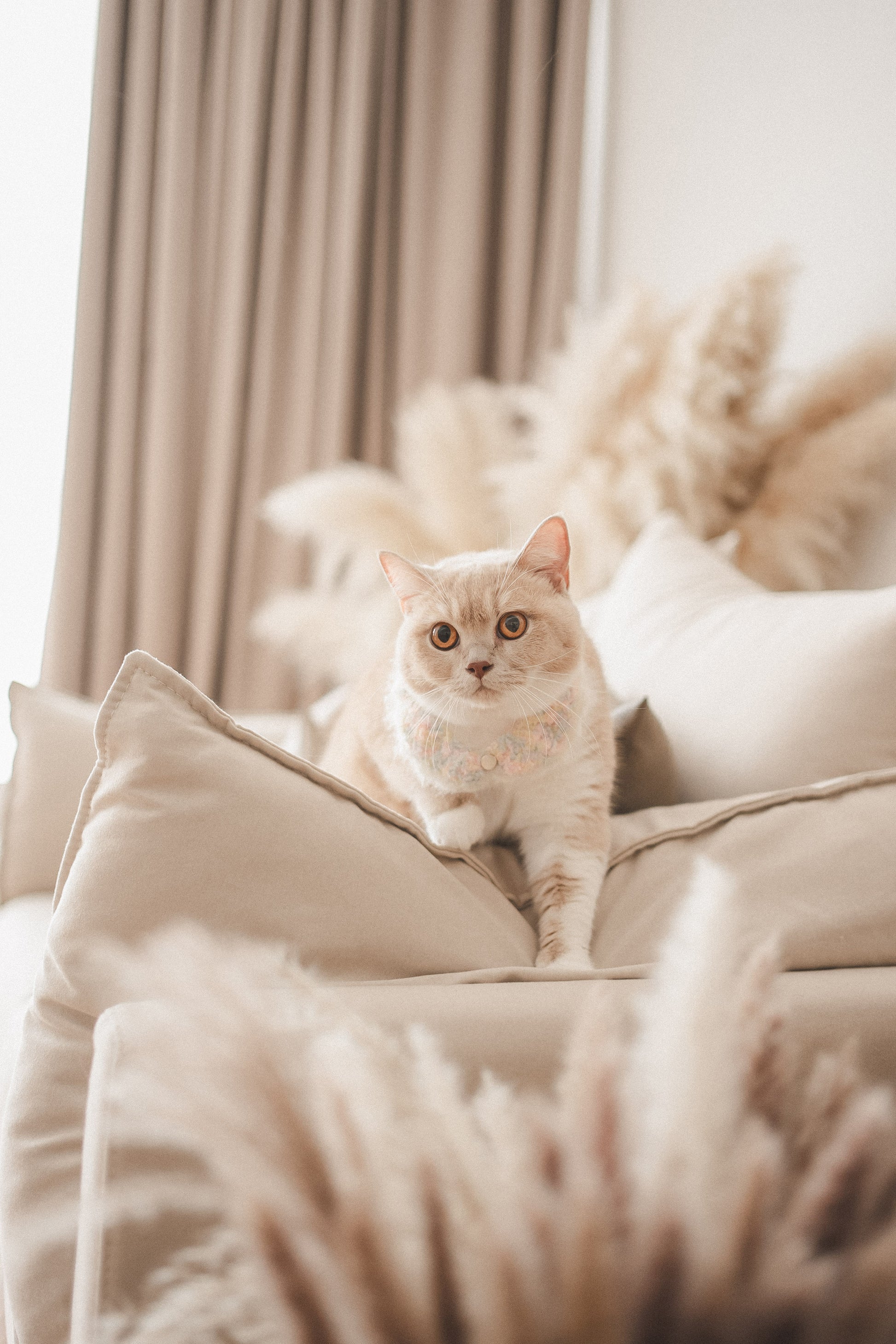 Plan A4-Pet Solo ( Festa Studio )