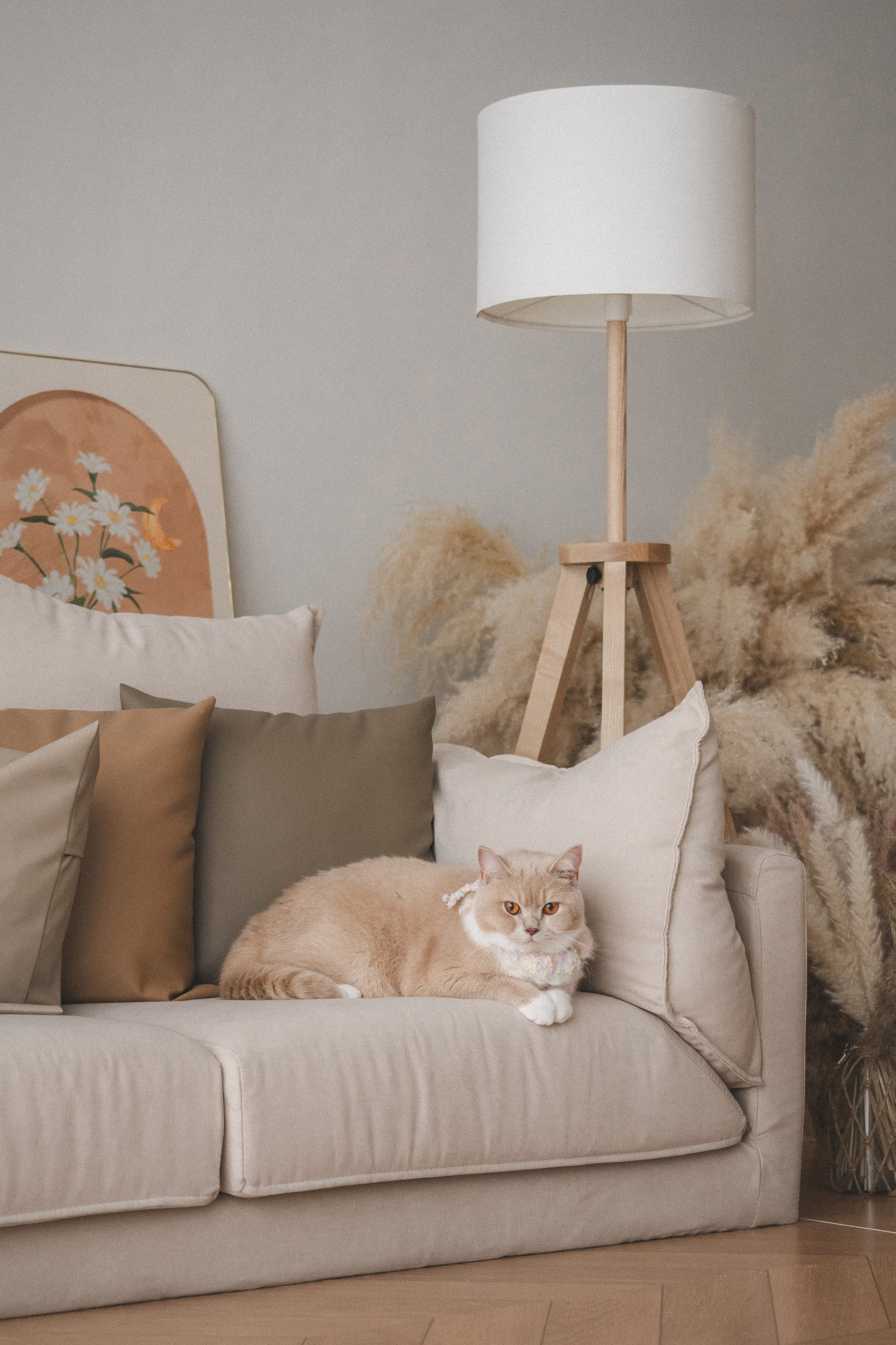 Plan A4-Pet Solo ( Festa Studio )
