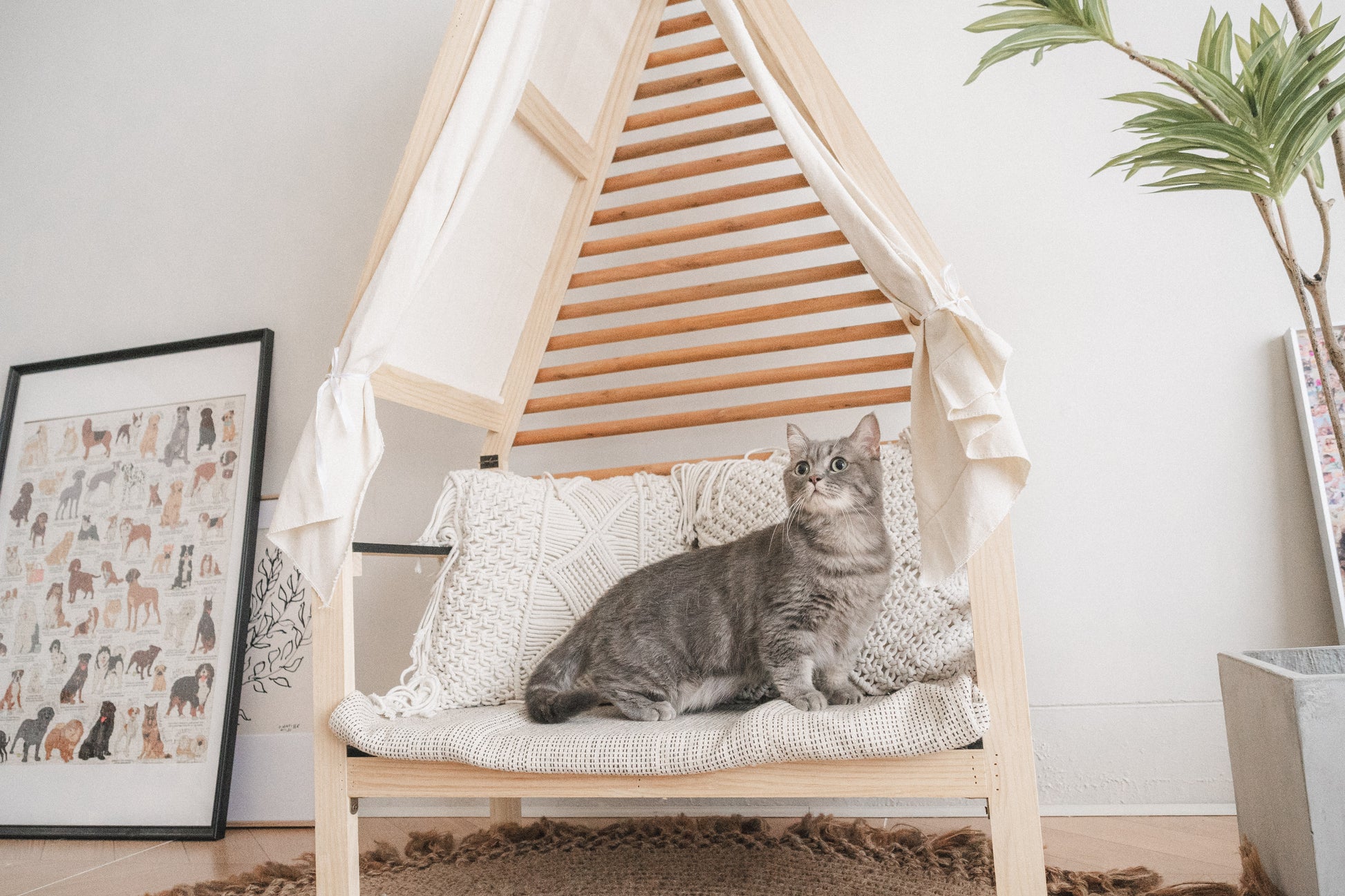 Plan A4-Pet Solo ( Festa Studio )