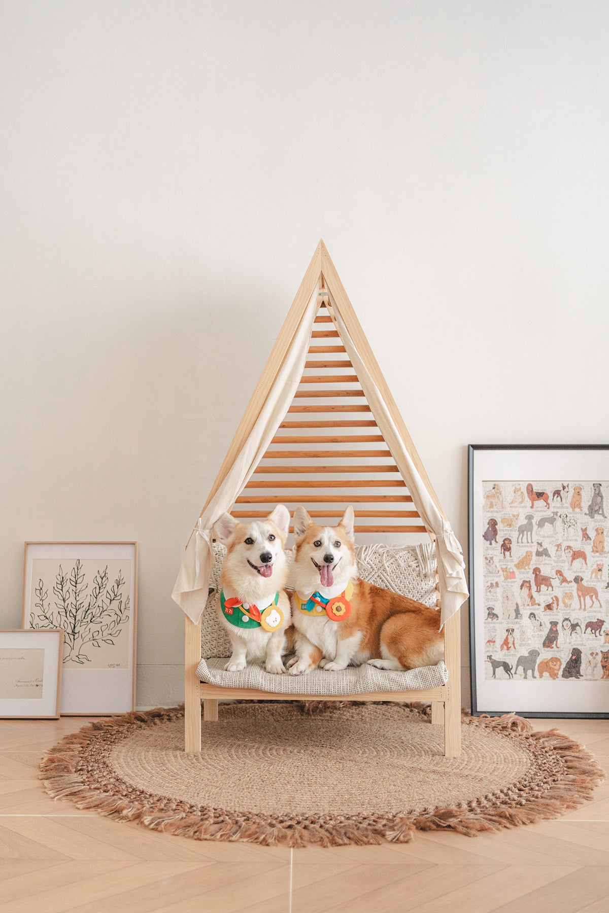 Plan A4-Pet Solo ( Festa Studio )
